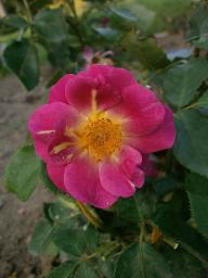 The Oddfellows Rose Foto Myroses